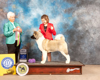 Akita #J7 Fri BJr Judge Gloria Kerr