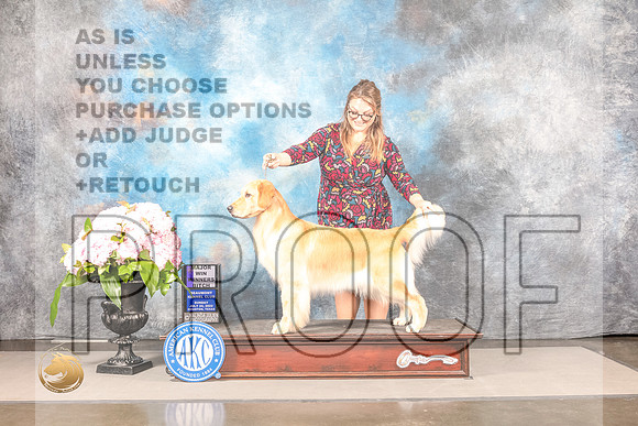 Golden Retriever #78 Sun WB Judge Joe WaltonGolden Retriever #78 Sun WB Judge Joe Walton_MJ_7640_Houston_2022_HR3_Houston_2022_HR3
