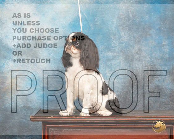 English Toy Spaniel #8 Fri CustomMMJ_3595_Mdlnd2022_HR3