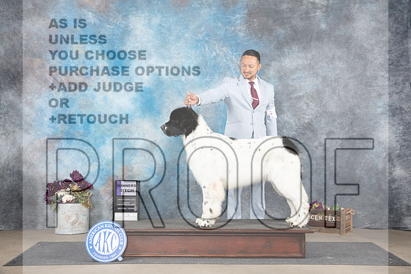 Newfoundland #8 Sun WB Judge Eric Liebes__JP_7811_Belton_2024_HR3