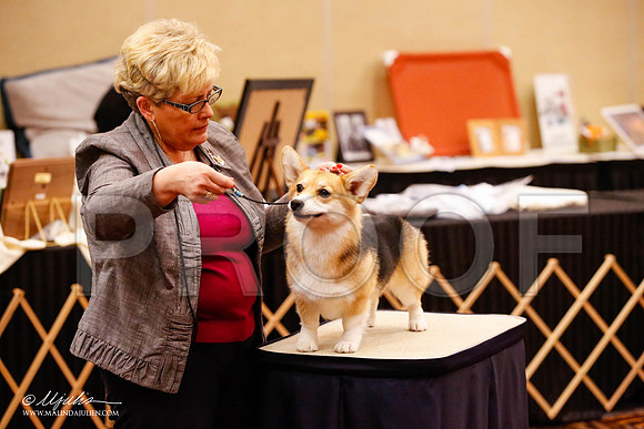_JJ_8782-HstnCorgiFeb2015-HR3