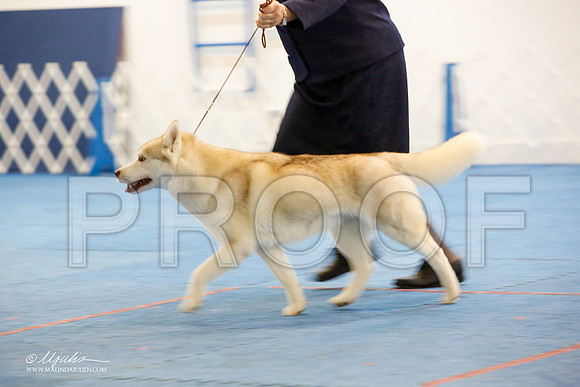 _M3_1199-AddisonHuskyMar2015-HR3