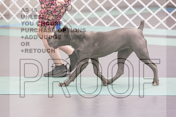 Cane Corso Ring Fri Ring 1_JJL_4967_UKCLNGVIEWOCT2024_2024_HR3