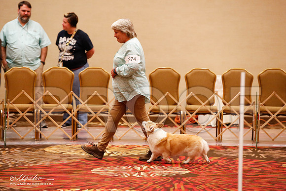 _JJ_8147-HstnCorgiFeb2015-HR3