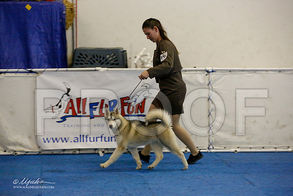 _M3_9323-AddisonHuskyMar2015-HR3