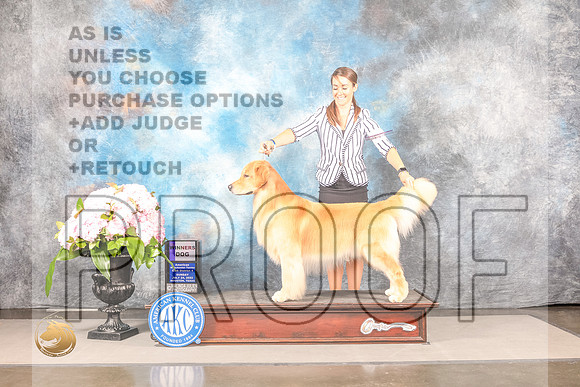 Golden Retriever #61 Sun WD Judge Joe WaltonGolden Retriever #61 Sun WD Judge Joe Walton_MJ_7633_Houston_2022_HR3_Houston_2022_HR3
