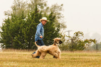 Lure Course AKC QC Test Oola Cynthia Robicheau Lorianne Amedeo M & D Giordano James Hicks