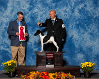 Fox Terriers Smooth #5 Sun G2 Engemann Jane M Judge Dr Thomas Lee Hossfeld