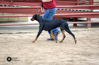 Doberman Pinscher Sun S2