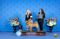 Chinese Shar Pei #22 FRI OHG1 Judge Douglas Johnson