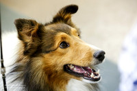 Best in Show Sat S1 Ring