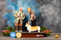 Pembroke Welsh Corgi #5 Thur BOBOHBOB Judge Michael Canalizo