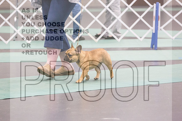 French Bulldog Rings Fri Ring 1_JJL_7080_UKCLNGVIEWOCT2024_2024_HR3
