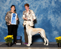 Salukis #5 Sun G1 Judge Mrs Pamela B Peat