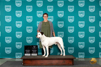 American Bulldog #101 Wed BISSAnnualVersAward Judge Stan Matsumoto