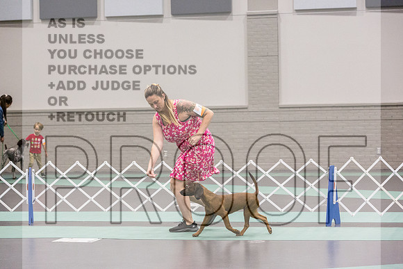 Bavarian Mountain Hound Ring Fri Ring 1_JJL_5087_UKCLNGVIEWOCT2024_2024_HR3