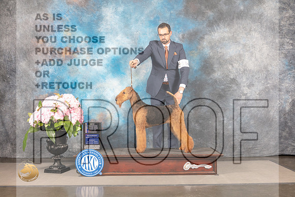 Airedale Terrier #10 SUN WBOS NCH Judge Steven Keating_MJ_7968_Houston_2022_HR3