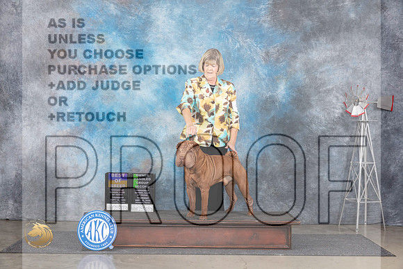 Shar Pei #5 Thurs BOBOHG2 Judge Pat Trotter__JP_4983_Amarillo_2024_HR3