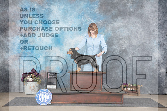 English Cocker Spaniel # PBIS Judge See Note__JP_7102_Belton_2024_HR3