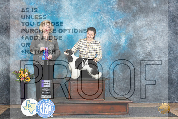 Cocker Spaniel Parti #10 WB Judge Vicki Abbott__JP_0056_Abilene_2024_HR3