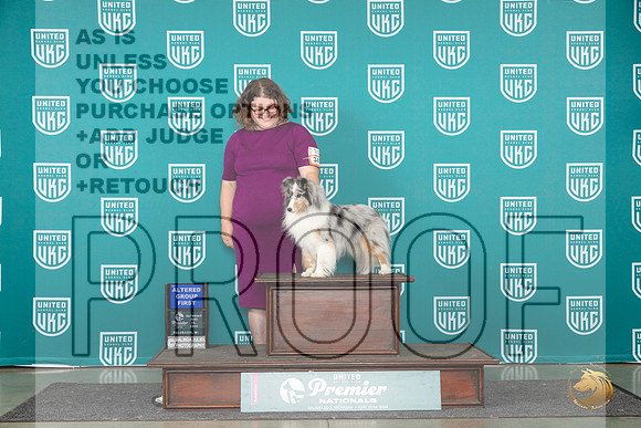 Shetland Sheepdog #343 Sat AG1 Judge Rick Gann__JP_2526_Premier_2024_HR3