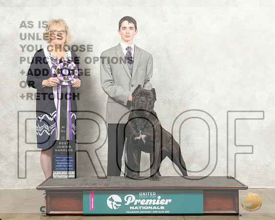 Cane Corso #102 BJr Judge Kim Caines_MMJ_6909_Premier_2022_HR3