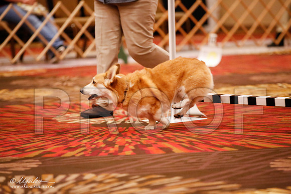 _JJ_7309-HstnCorgiFeb2015-HR3
