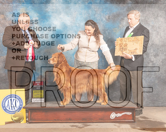 Golden Retriever #10 Fri BOS Judge Gordon Hayburn-MMJ_7433-FW2022-HR3