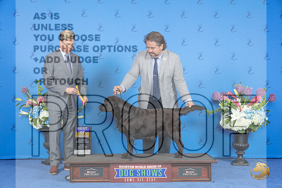 Labrador Retriever #36 FRI BOB Judge Douglas Johnson__JP_8870_Houston_2024_HR3