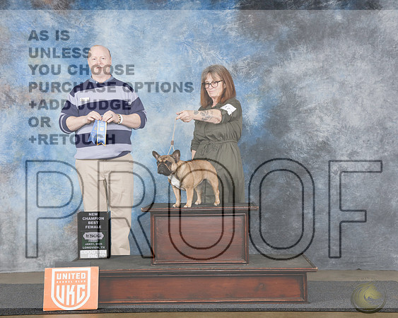 French Bulldog #1217 Fri BF NCH Judge Ronny JunkinsFrench Bulldog #1217 Fri BF NCH Judge Ronny Junkins_WP_3847e-UDOG Longview TX Jan 31 - Feb 2 2025-HR3