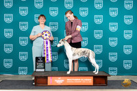Whippet #610 Sun BIS Judge Nancy Eilks