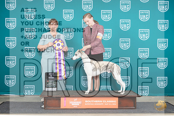 Whippet #610 Sun BIS Judge Nancy Eilks__JP_6723_BatesvilleMS_2024_HR3