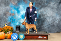 Staffordshire Bull Terrier #7 Sat G4 Judge Daniel Dowling