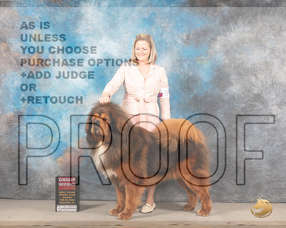 Tibetan Mastiff #5 Sun G2 Judge Judy BrownMMJ_5786_Mdlnd2022_HR3