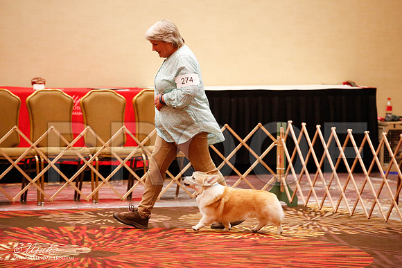 _JJ_8142-HstnCorgiFeb2015-HR3