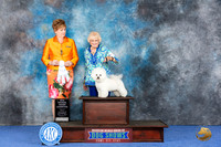 Bichon Frise #10 WED SB NBGC Judge Denise Flaim
