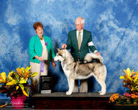 Alaskan Malamute #10 Wed WB Toussaint Gloria & Terry Judge V Jordan
