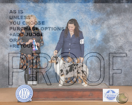 Miniature American Shepehrd #20 Sun WB BOW NCH Judge Amy Gau_WP_0873-NRKC 2025-HR3