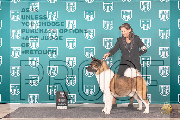 Akita #218 Sat BIS Judge Kathy Russell r__JP_2257_UKCEastern_2024_HR3