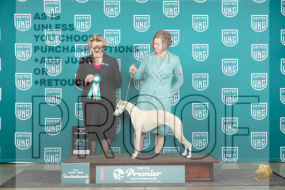 Whippet #135 Thurs T10AOE Judge Deborah Allen__JP_0832_Premier_2024_HR3