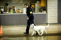 Berger Blanc Suisse Ring Sat