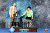 German Shorthaired Pointer #46 Wed BOS HuntB Judge Jon Cole