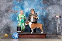 American Staffordshire Terrier #5 Sun OHG3 Judge Jill Warren