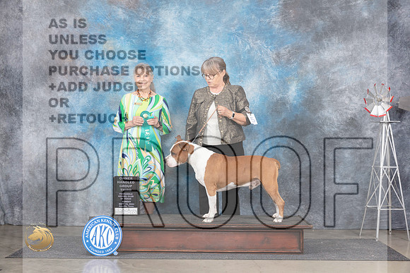 American Staffordshire Terrier #5 Sun OHG3 Judge Jill Warren__JP_6389_Amarillo_2024_HR3