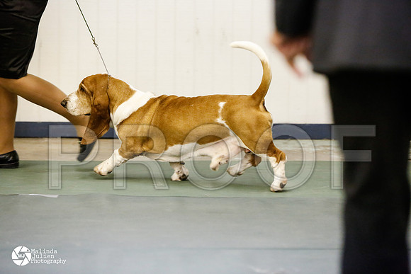basset-0512-DntnMar14-HR3