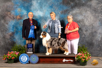 Australian Shepherd #9 Sun G1 Judge Robert Shreve