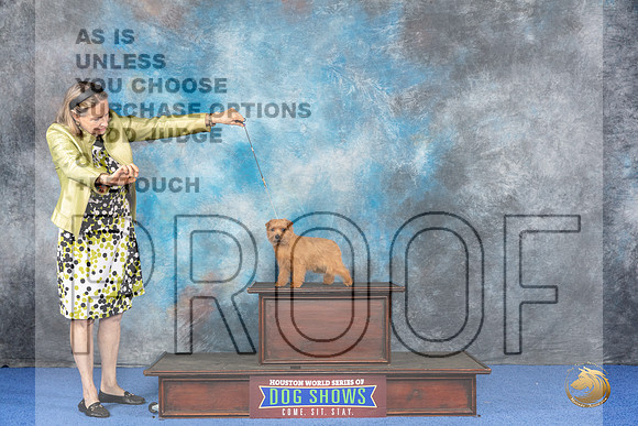 CUSTOM Norfolk Terrier Eden WED__JP_6891_Houston_2024_HR3