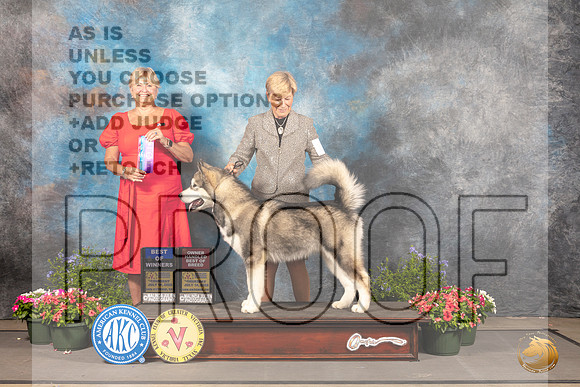 Alaskan Malamute #11 Thurs BOWOHBOB Judge Debra Thornton_MJ_0022_SA_2022_HR3