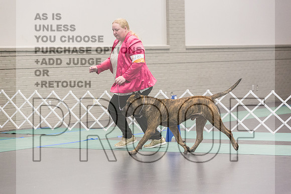 Cane Corso Sat Rings_JJL_8249_UKCLNGVIEWOCT2024_2024_HR3