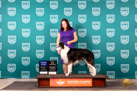 Silken Windhound #315 Fri G1TD Judge Keith Kozaklewicz